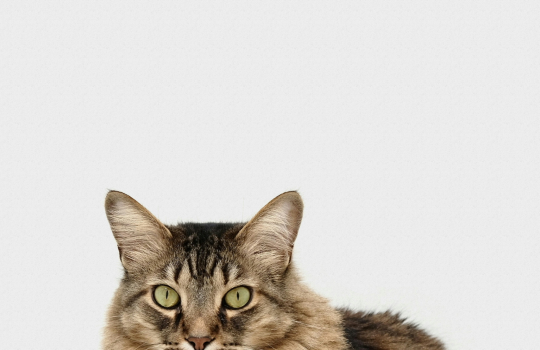 Using Generative Resurrect Dead